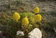 2008-03-23-382-Aeonium-manriqueorum