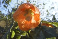 2008-03-23-383-Abutilon
