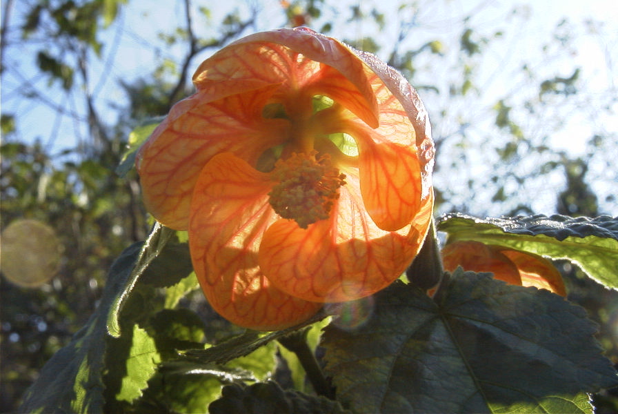 2008-03-23-383-Abutilon