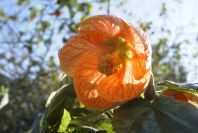 2008-03-23-384-Abutilon