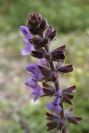 2008-03-23-385-Ajuga
