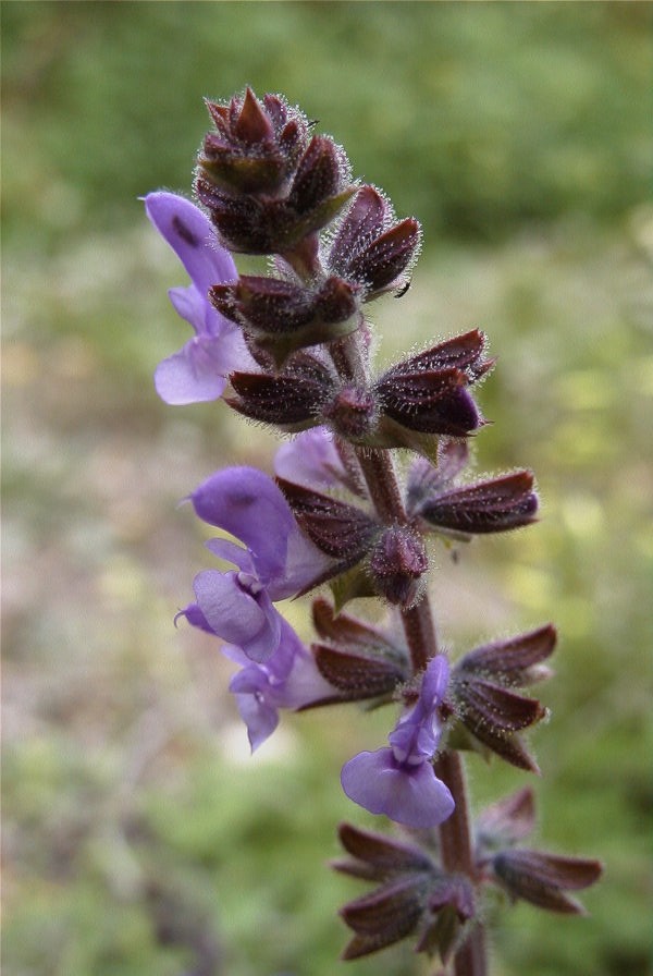 2008-03-23-385-Ajuga