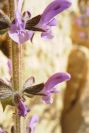 2008-03-23-386-Ajuga