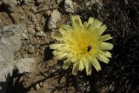2008-03-23-387-Andryala-integrifolia