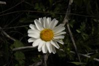 2008-03-23-388-Anthemis-chia