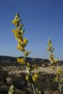 2008-03-23-389-Anthyllis-cytisoides