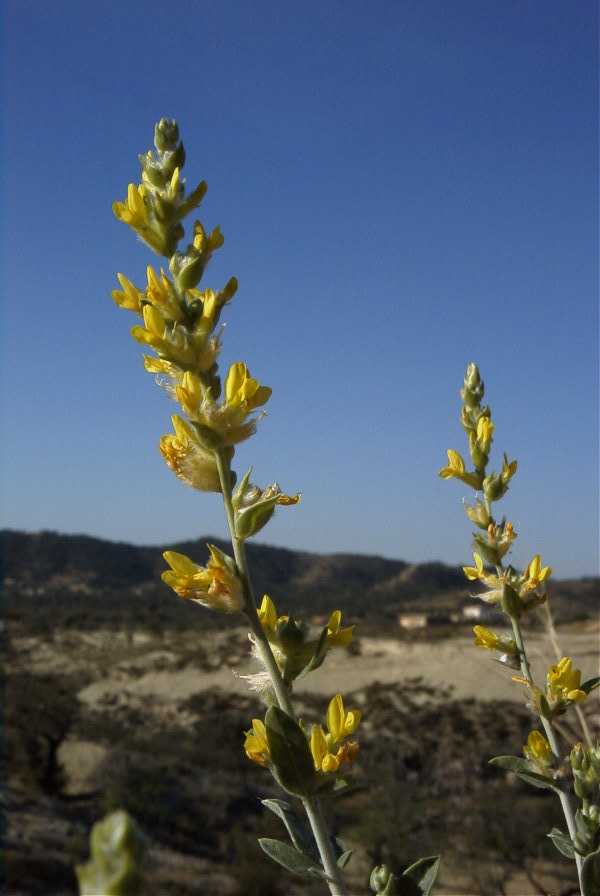 2008-03-23-389-Anthyllis-cytisoides