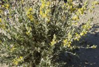 2008-03-23-390-Anthyllis-cytisoides