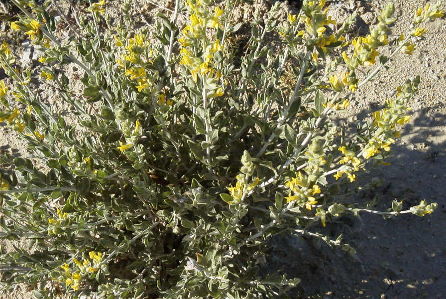 2008-03-23-390-Anthyllis-cytisoides