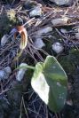 2008-03-23-391-Arisarum-vulgare