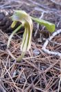 2008-03-23-392-Arisarum-vulgare
