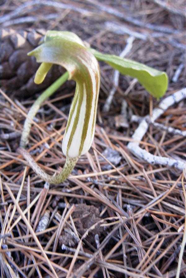 2008-03-23-392-Arisarum-vulgare