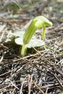 2008-03-23-393-Arisarum-vulgare