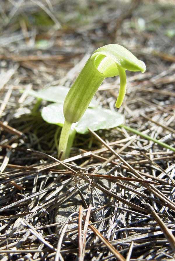 2008-03-23-393-Arisarum-vulgare