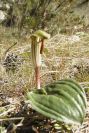 2008-03-23-394-Arisarum-vulgare