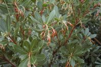 2008-03-23-395-Arbutus-unedo