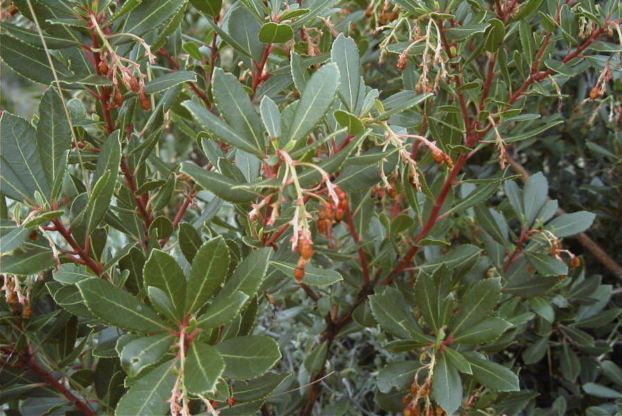2008-03-23-395-Arbutus-unedo