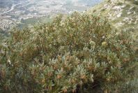 2008-03-23-396-Arbutus-unedo