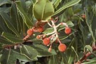 2008-03-23-397-Arbutus-unedo