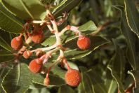 2008-03-23-398-Arbutus-unedo