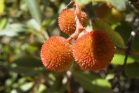 2008-03-23-399-Arbutus-unedo