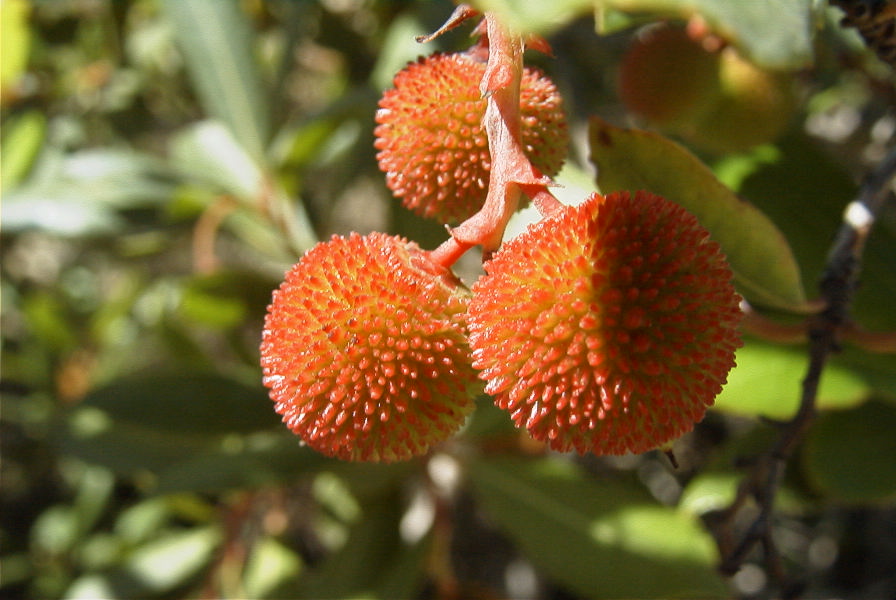 2008-03-23-399-Arbutus-unedo