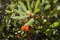 2008-03-23-400-Arbutus-unedo