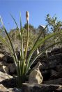 2008-03-23-401-Asphodel