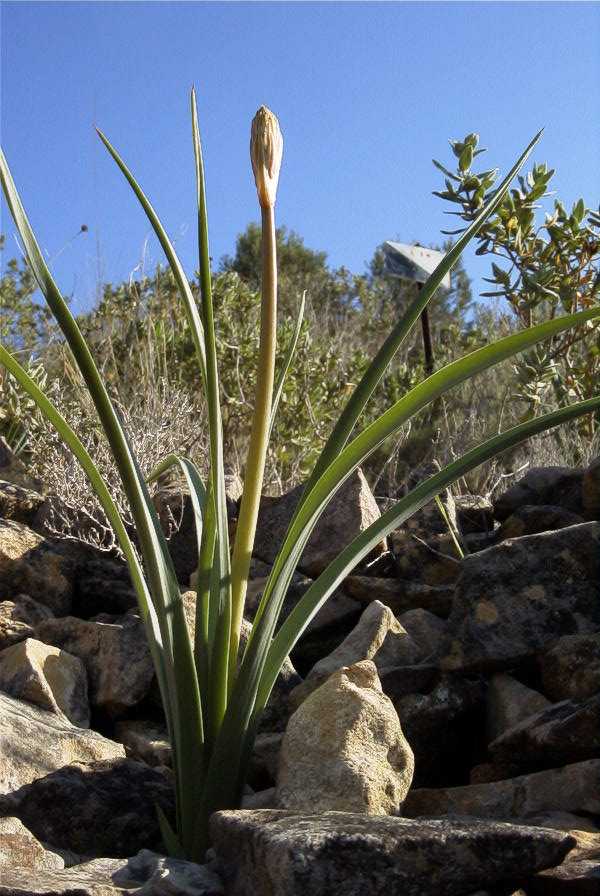 2008-03-23-401-Asphodel