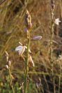 2008-03-23-402-Asphodel