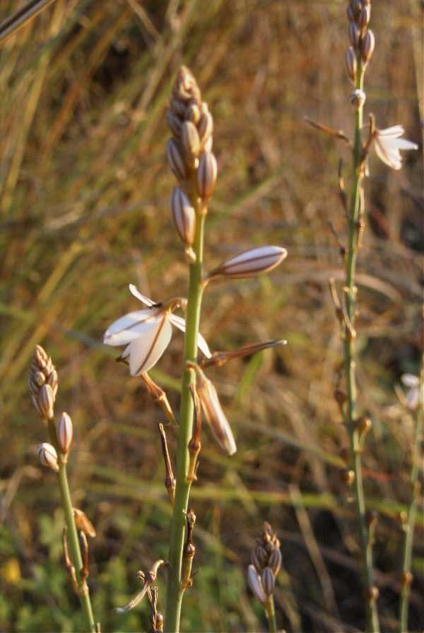 2008-03-23-402-Asphodel