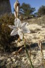 2008-03-23-403-Asphodel