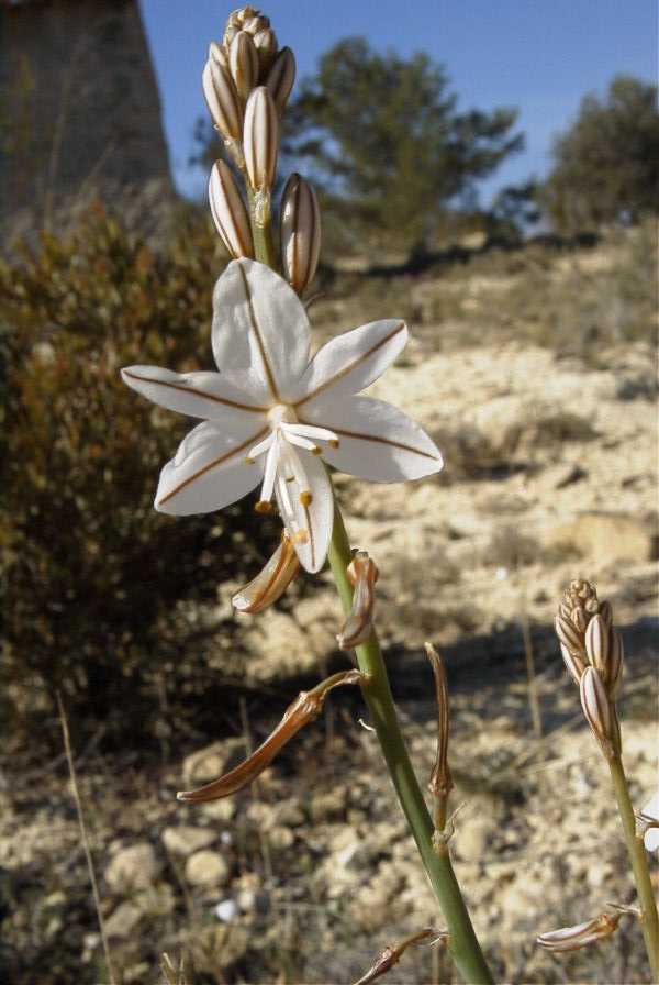 2008-03-23-403-Asphodel