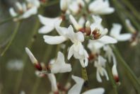 2008-03-23-405-Broom-white