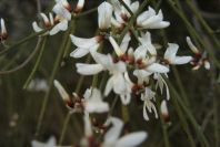 2008-03-23-406-Broom-white
