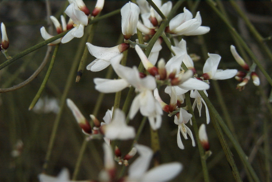 2008-03-23-406-Broom-white
