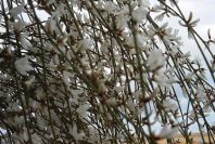 2008-03-23-407-Broom-white