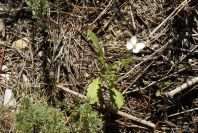 2008-03-23-409-Cabbage