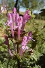 2008-03-23-411-Lamium