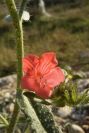 2008-03-23-412-Echium