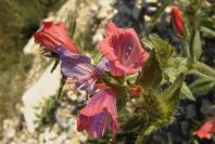 2008-03-23-413-Echium