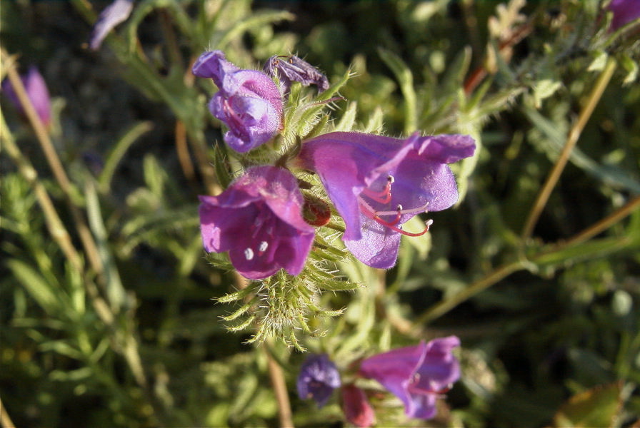2008-03-23-414-Echium