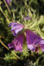 2008-03-23-415-Echium