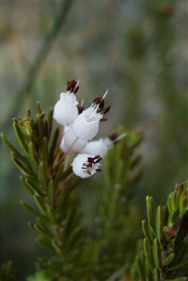 2008-03-23-416-Erica-multiflora