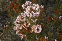 2008-03-23-417-Erica-multiflora