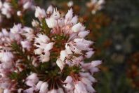 2008-03-23-418-Erica-multiflora