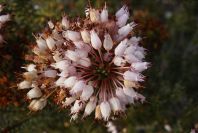 2008-03-23-419-Erica-multiflora