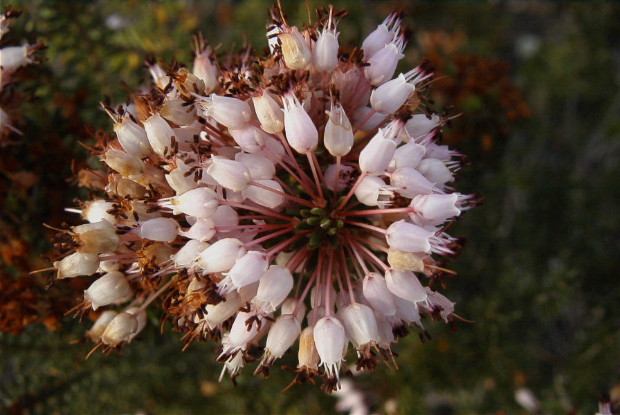 2008-03-23-419-Erica-multiflora