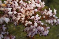 2008-03-23-420-Erica-multiflora