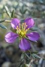 2008-03-23-421-Fagonia-cretica